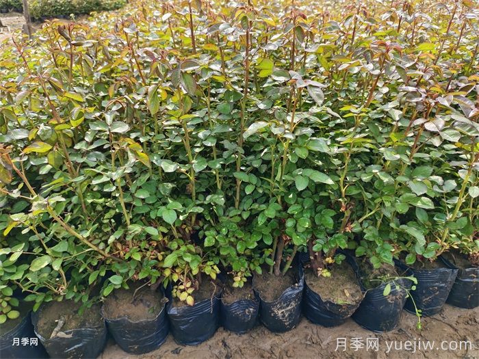 ?月季澆水指南，月季到底應(yīng)該怎么澆水？ (圖2)