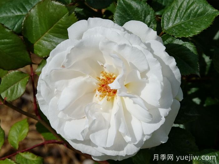 格麗特梅麗爾月季，英國**香白月季(圖1)