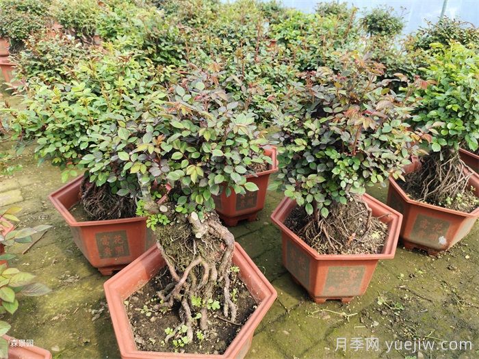 月季花很好養(yǎng)，春秋購(gòu)買成活率高(圖2)