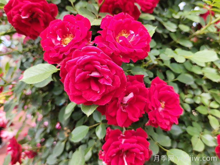 6款經(jīng)典的月季花，抗性強(qiáng)幾乎不生病蟲(chóng)害(圖3)