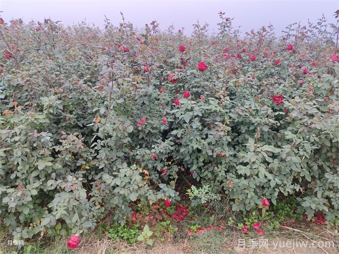 月季產(chǎn)生肥害，月季花施肥的正確方法是什么？  (圖1)