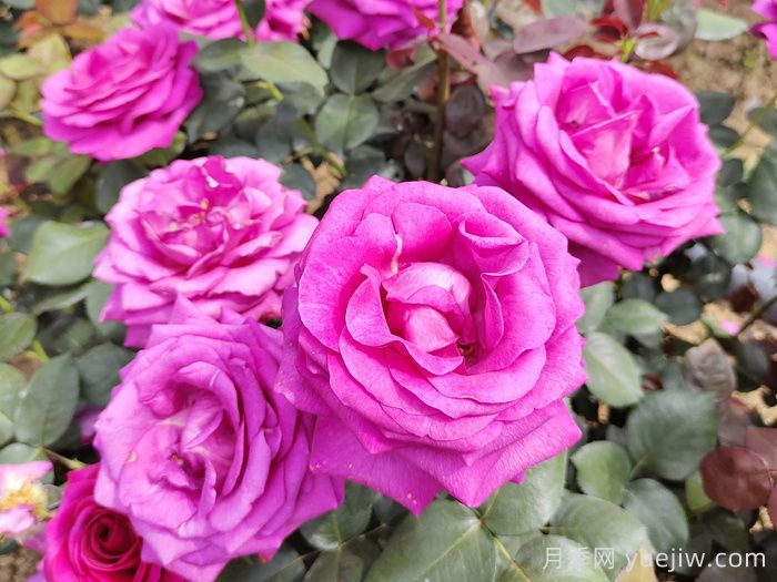月季有三個坑，養(yǎng)月季花有哪三怕？(圖1)
