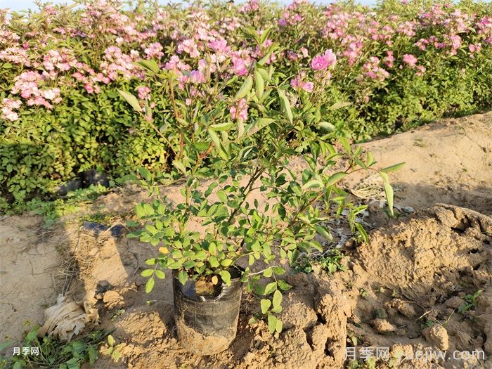 月季有三個坑，養(yǎng)月季花有哪三怕？(圖2)