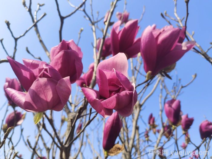 庭院栽上一棵玉蘭花，花團錦簇滿院飄香(圖1)