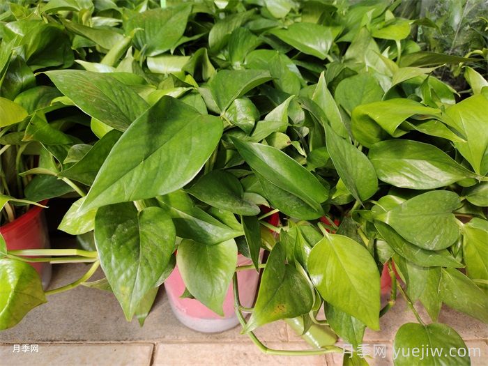 家具24種花卉，除甲醛凈化空氣龜背竹排首位(圖1)