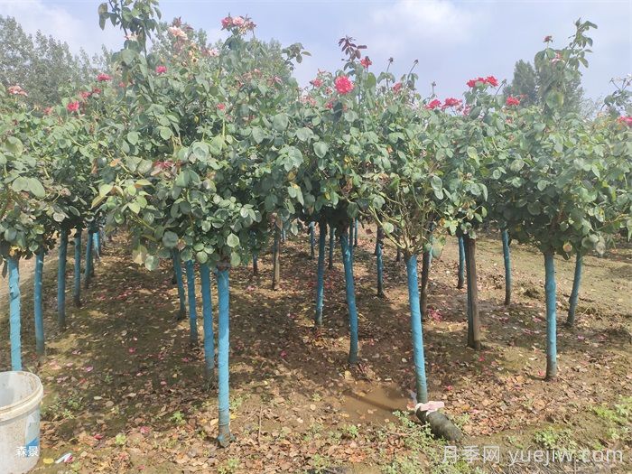 南陽樹狀月季網(wǎng)上交易成功，900棵出嫁杭州蕭山(圖1)