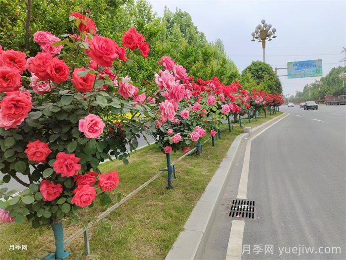 一棵樹狀月季四季美麗，月季樹的特點(diǎn)和養(yǎng)護(hù)(圖3)