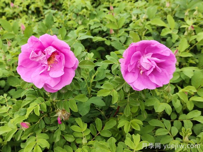 月季、玫瑰和薔薇到底有哪些不同？(圖2)