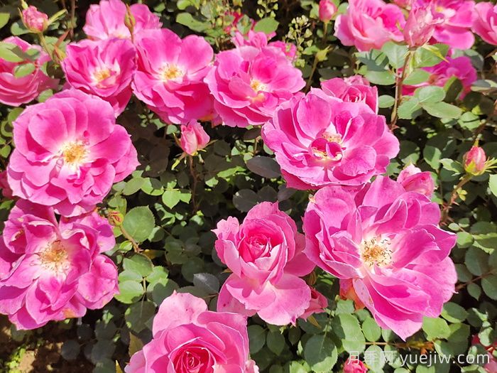 月季花有什么顏色？花色總結(jié)(圖2)