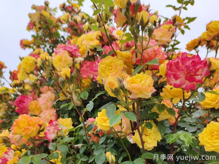 藤彩虹月季是藤本還是灌木？(圖1)