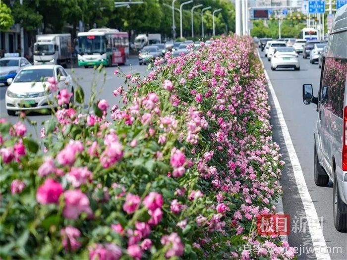 湖北武漢月季炸街，月季成道路顏值擔(dān)當(dāng)(圖1)
