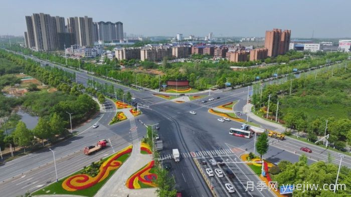 萬株樹狀月季齊綻放，扮靚寧鄉(xiāng)城市新風(fēng)景(圖1)