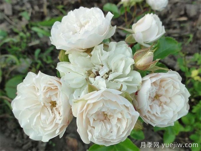 綠冰月季推薦，清新淡雅的微月(圖2)