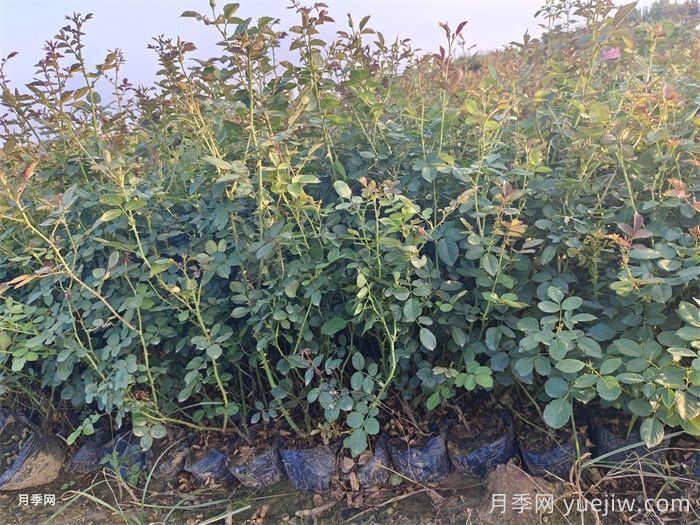 灌木月季和藤本月季有什么區(qū)別？(圖2)