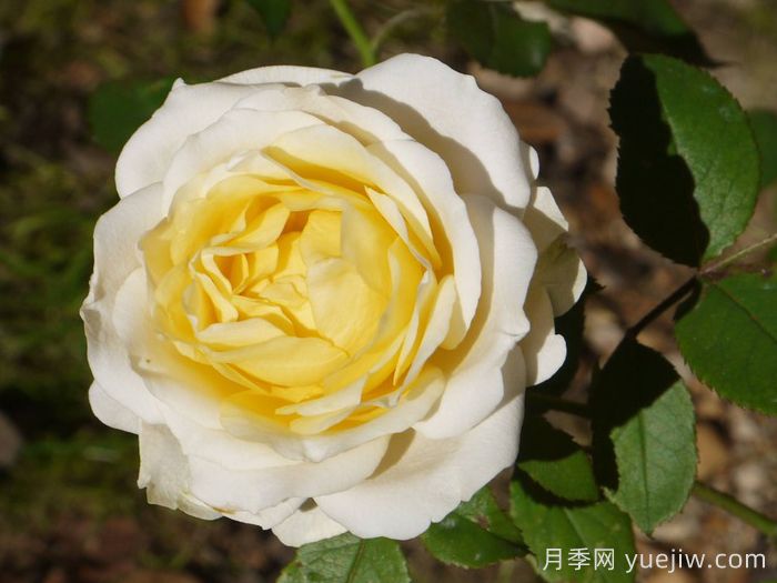 無限永遠月季的優(yōu)缺點是什么？(圖1)