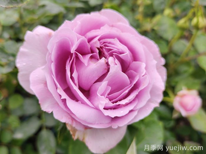 推薦5種藍(lán)色網(wǎng)紅月季，花量大花期長(zhǎng)(圖1)