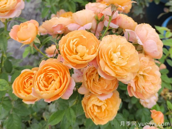 月季多久開一次花？推薦8個長期賞花的品種(圖1)