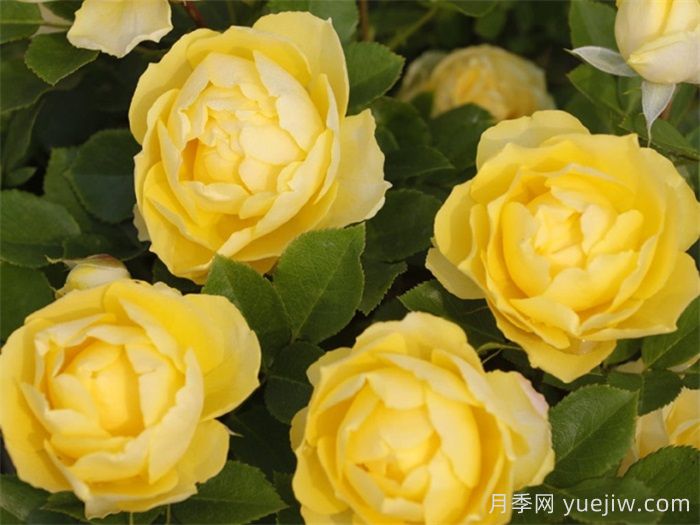 月季多久開一次花？推薦8個長期賞花的品種(圖2)