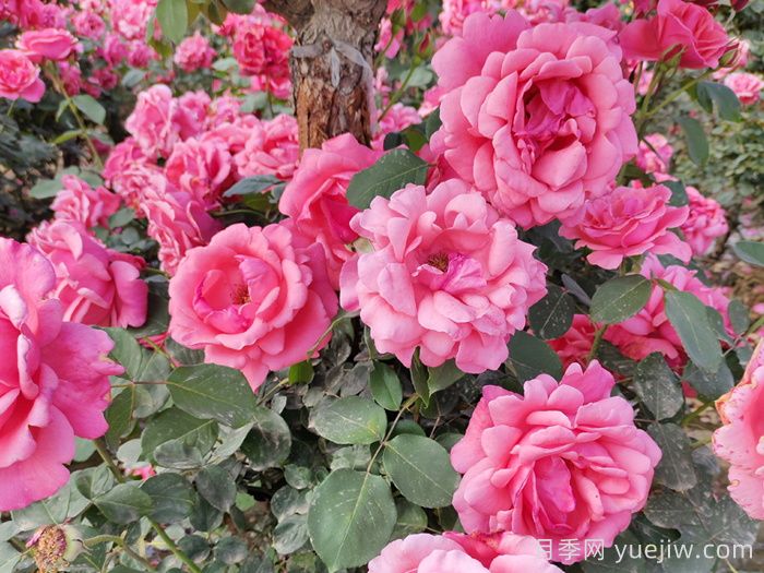 玫瑰、月季、薔薇怎么區(qū)分？你認(rèn)識(shí)真正的月季花嗎？(圖2)
