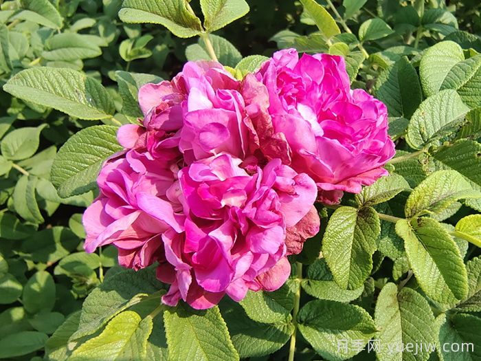 玫瑰、月季、薔薇怎么區(qū)分？你認(rèn)識(shí)真正的月季花嗎？(圖3)