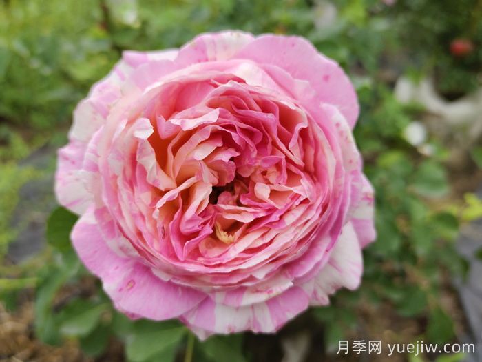推薦十大經典灌木月季品種(圖2)