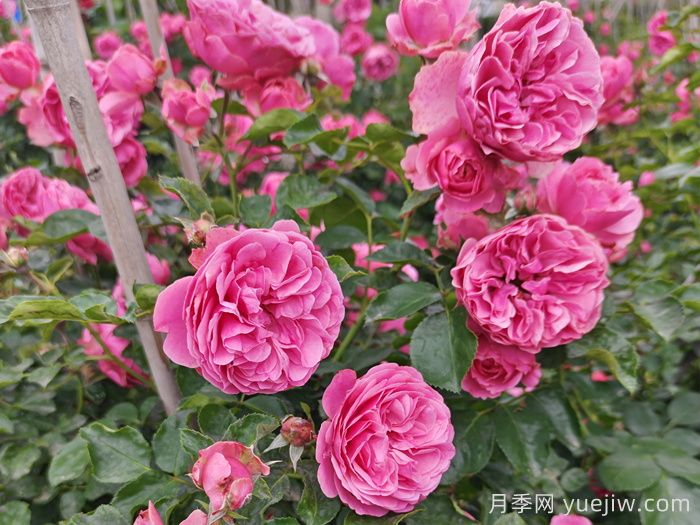 8種高顏值又好養(yǎng)的月季花，唯美驚艷(圖1)