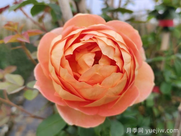 8種高顏值又好養(yǎng)的月季花，唯美驚艷(圖3)