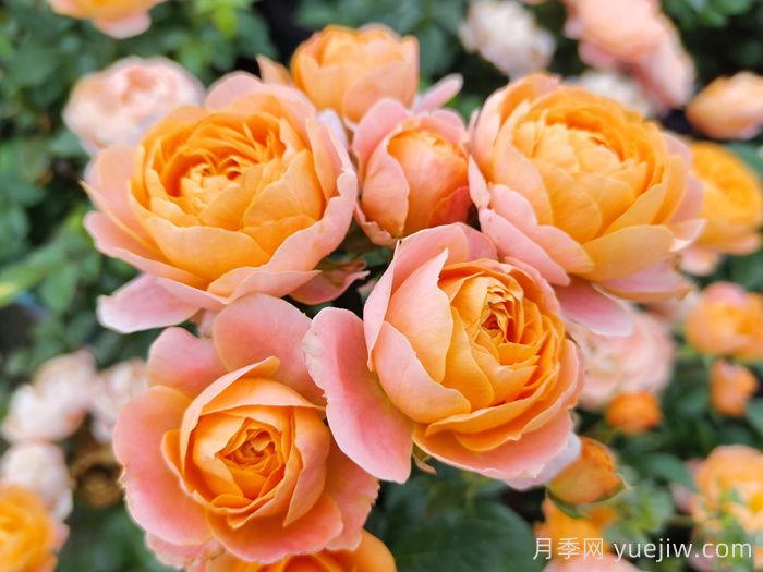 8種高顏值又好養(yǎng)的月季花，唯美驚艷(圖5)