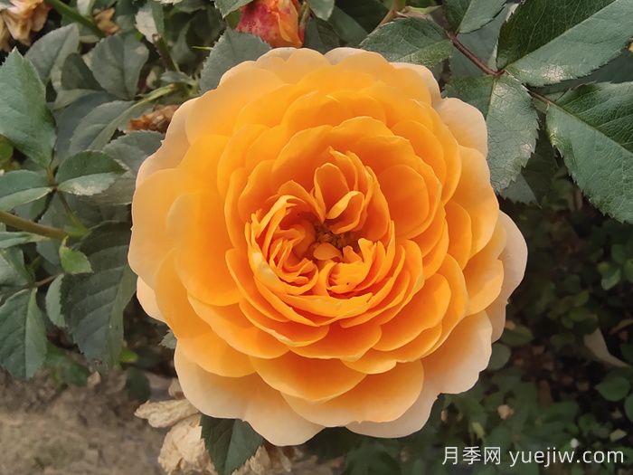 花期長且好養(yǎng)的月季有哪些？必備6個(圖1)