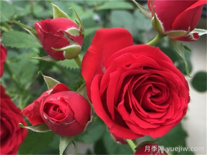 適合陽臺(tái)養(yǎng)護(hù)的月季品種，附養(yǎng)護(hù)要點(diǎn)(圖2)