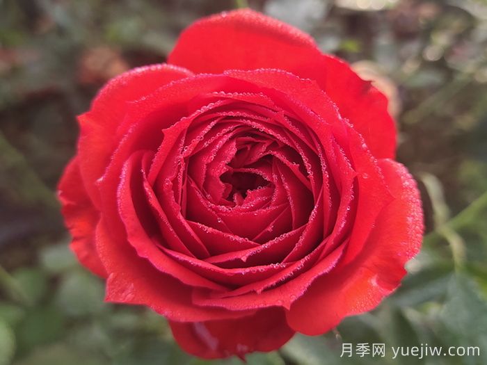 經(jīng)典中國紅！20種紅色月季推薦(圖1)