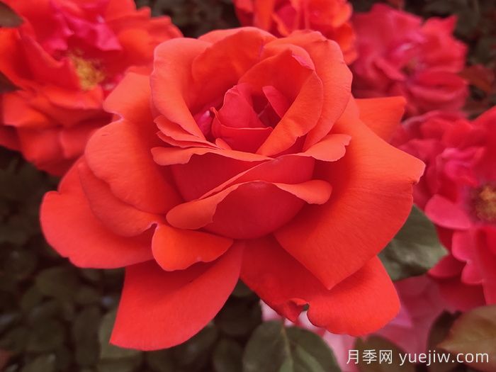 經(jīng)典中國紅！20種紅色月季推薦(圖3)