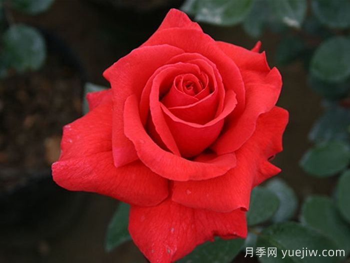 經(jīng)典中國紅！20種紅色月季推薦(圖4)