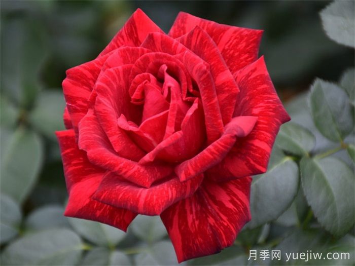 經(jīng)典中國紅！20種紅色月季推薦(圖5)