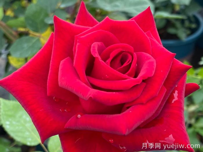 經(jīng)典中國紅！20種紅色月季推薦(圖7)
