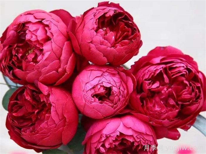 經(jīng)典中國紅！20種紅色月季推薦(圖6)