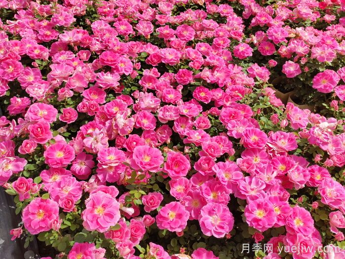 南陽月季怒放時(shí)，月季分類你知道多少？(圖4)