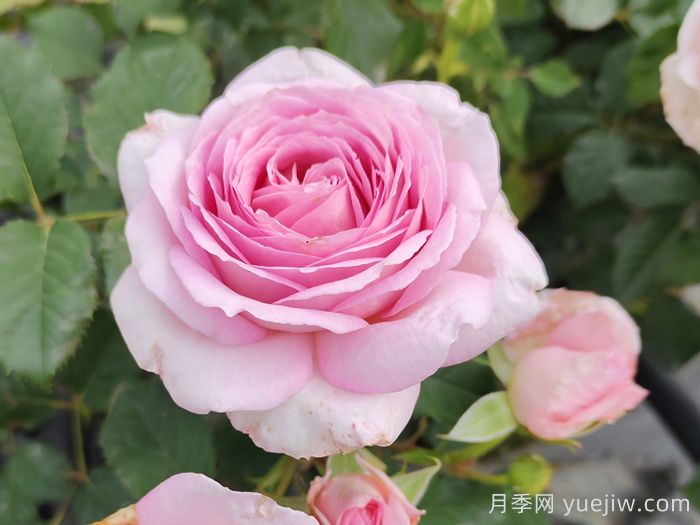 耐熱月季，天狼暑系列月季品種(圖1)