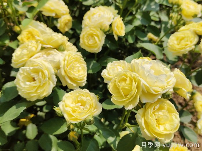 月季不開花，究竟是什么原因造成的呢？(圖1)