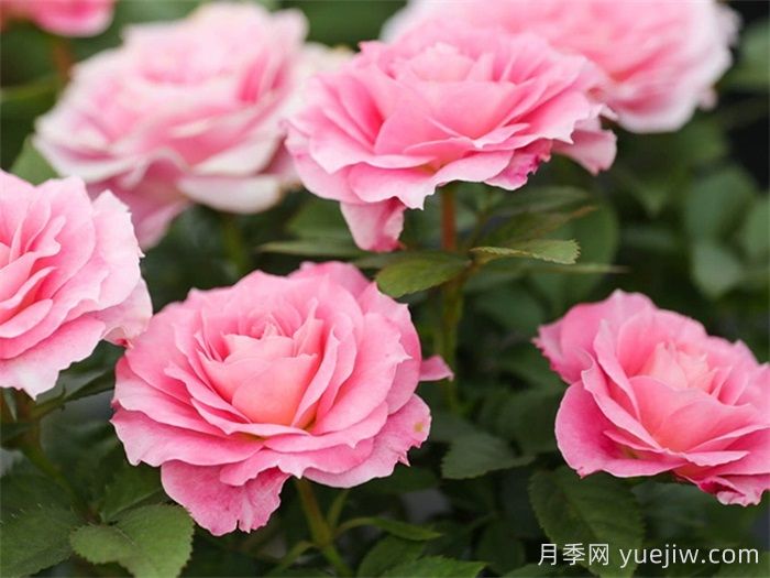 陽臺養(yǎng)月季，必備的三款粉色系月季(圖2)