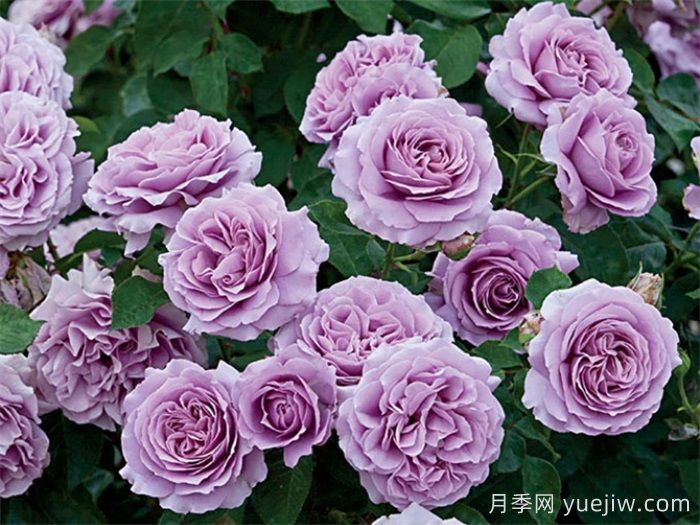 高級感拉滿的6款藍(lán)紫色月季(圖3)