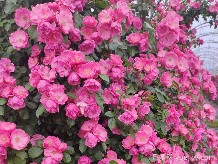 四季如春的花園，一定有棵四季藤本月季！(圖1)