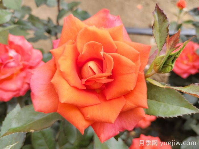 月季花種子怎么種才能苗出的快？(圖1)