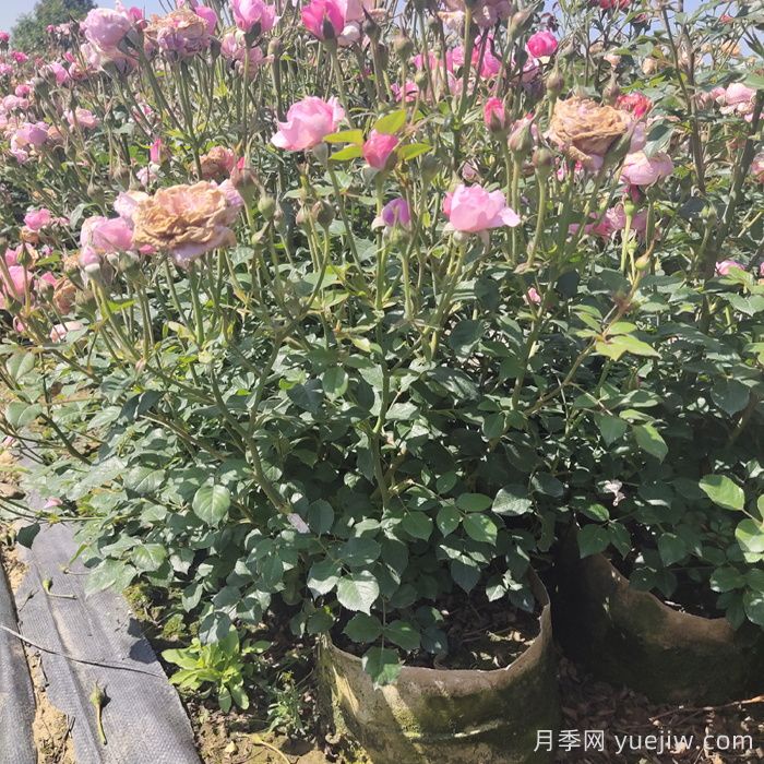 月季花期為什么有長(zhǎng)有短？(圖2)