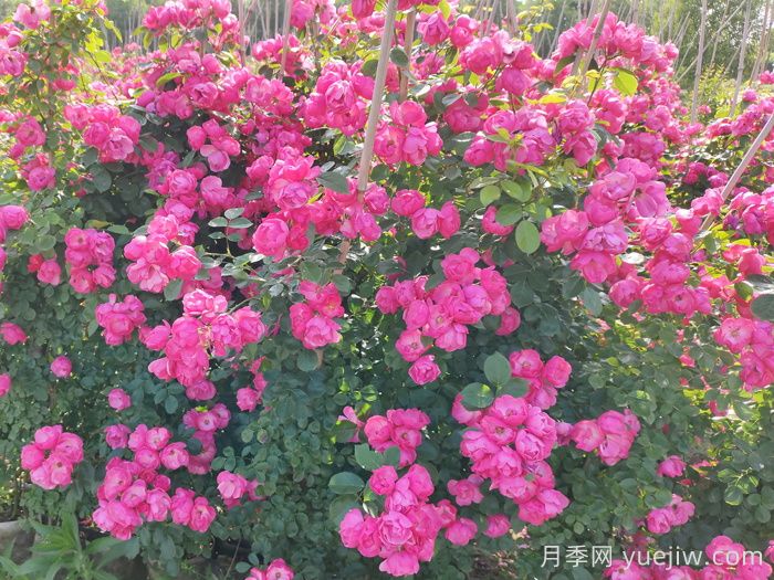西藏園林綠化有哪些適合的月季？(圖2)