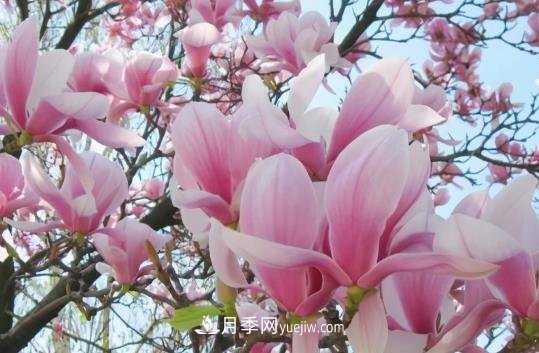 開(kāi)封：玉蘭花開(kāi)，燦爛綻放(圖1)