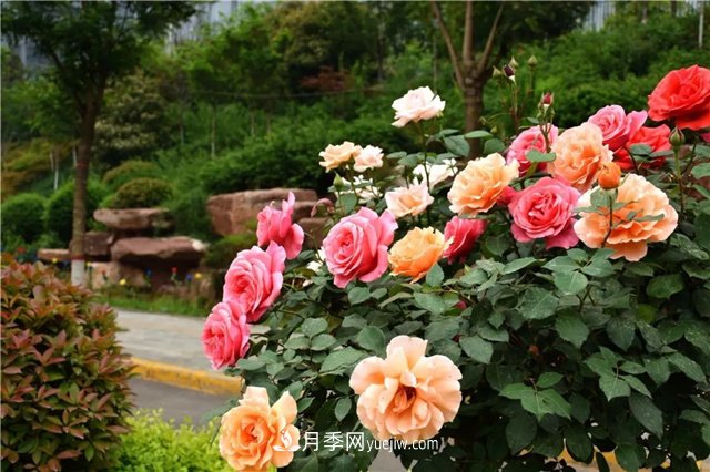 月季花霜霉病怎么預(yù)防和治療？(圖1)