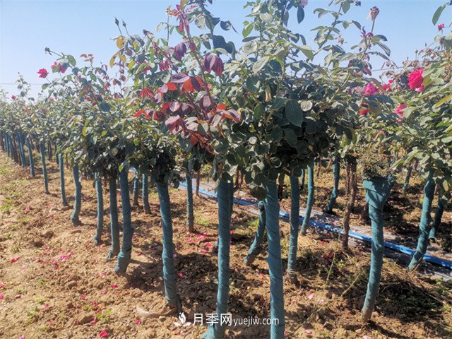淺談怎么栽種樹(shù)狀月季？(圖1)