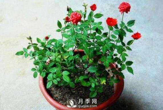 盆栽花卉哪些枝條需要修剪？(圖1)