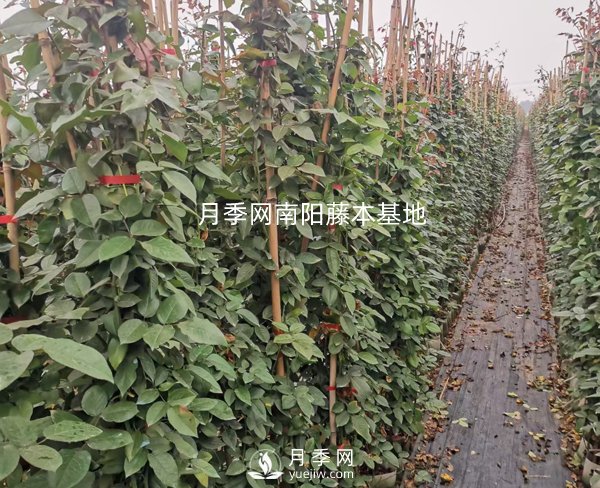 藤本月季養(yǎng)護(hù)攻略，千萬(wàn)別錯(cuò)過(guò)！(圖1)